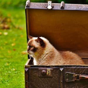 euro-safes-auckland-web-development-new-zealand-ecommerce-afterpay-stripe